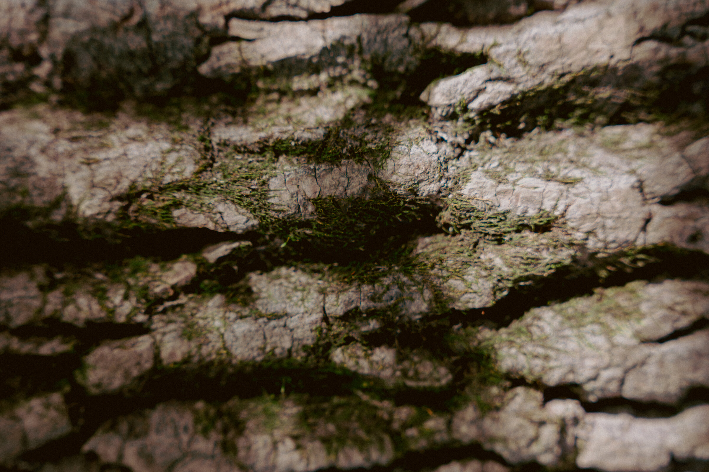 Sunlight falling across a woodland stream